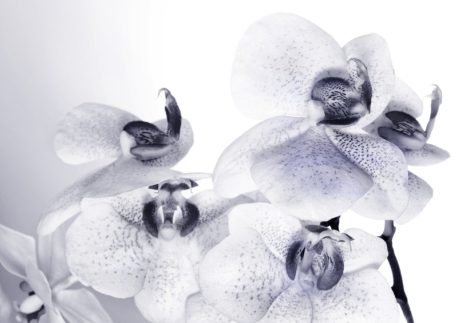 Fototapet FTS1306 AG Design